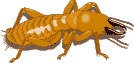termite pic