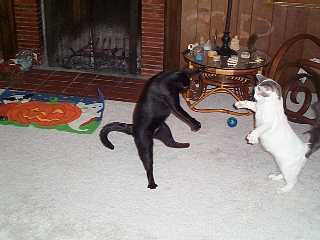 cats 2